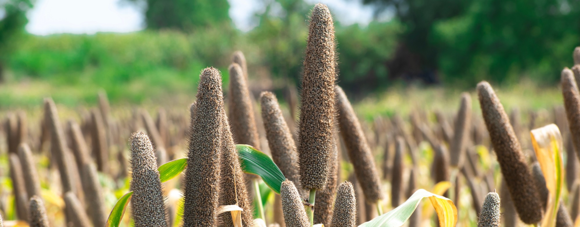 Pearl Millet